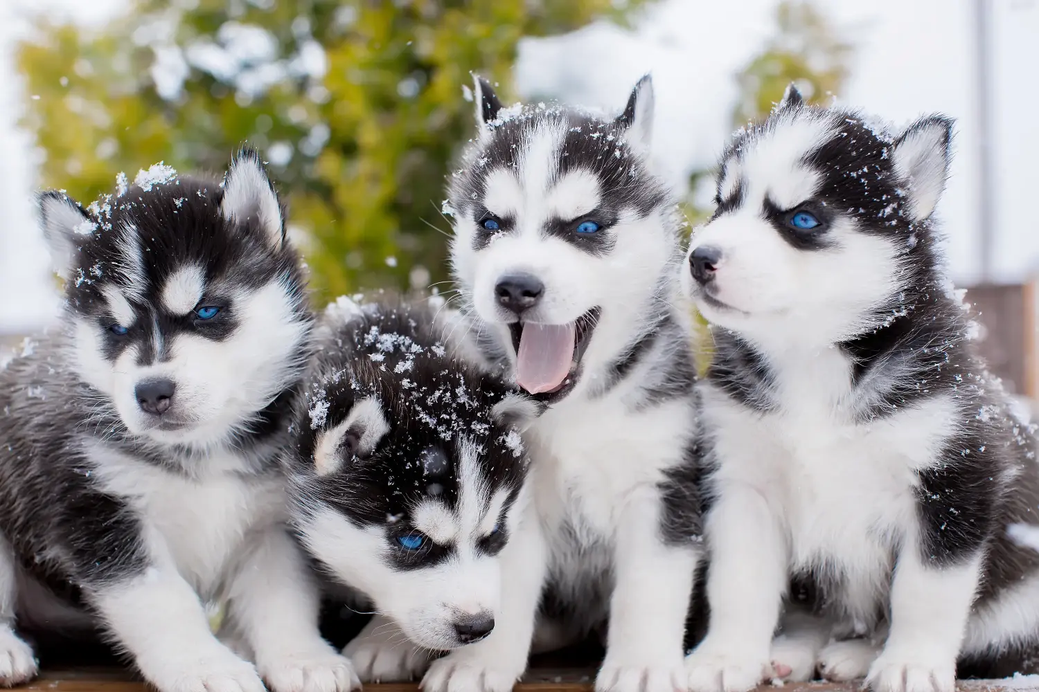 Einen Husky Welpen zu kaufen, bedeutet Verantwortung zu übernehmen! Husky Welpen kaufen.
