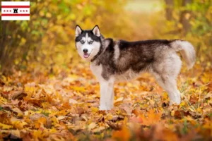 Mehr über den Artikel erfahren Husky Züchter und Welpen in Drenthe