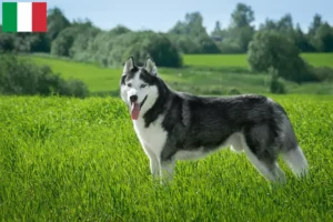 Mehr über den Artikel erfahren Husky Züchter und Welpen in Italien