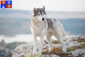 Mehr über den Artikel erfahren Husky Züchter und Welpen in Liberec