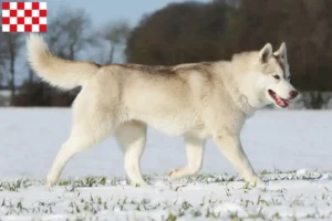 Mehr über den Artikel erfahren Husky Züchter und Welpen in Nordbrabant
