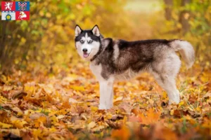 Mehr über den Artikel erfahren Husky Züchter und Welpen in Pardubice