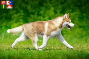 Mehr über den Artikel erfahren Husky Züchter und Welpen in Südböhmen