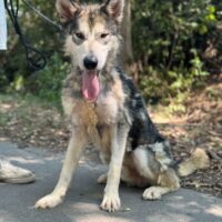 Kody - toller Malamute Rüde, 65cm, freundlich