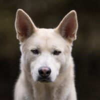 3 Samojeden- Husky- Mischlinge suchen ein Zuhause