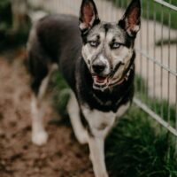 4 Samojeden- Husky- Mischlinge suchen ein Zuhause