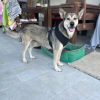 Chaki sucht dringend ein Zuhause