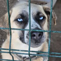 Husky-Mix BOBBY, ca. 2-3 Jahre, bildschön mit stahlblauen Augen