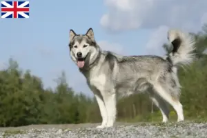 Mehr über den Artikel erfahren Husky Züchter und Welpen in Großbritannien