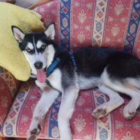 Kira sucht neues Zuhause