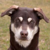 Bluna, Husky-Mix-Weimaraner