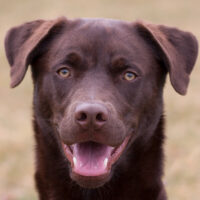 Bruno, Husky-Mix-Weimaraner