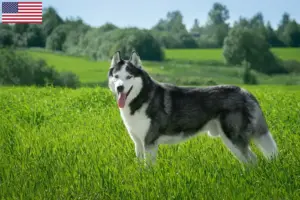 Mehr über den Artikel erfahren Husky Züchter und Welpen in den USA