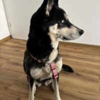 6-Jährige Huskydame sucht ein neues Zuhause