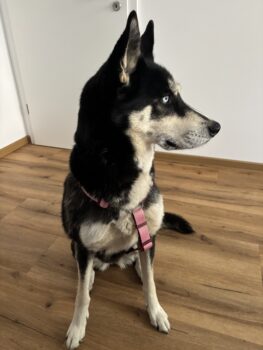 6-Jährige Huskydame sucht ein neues Zuhause