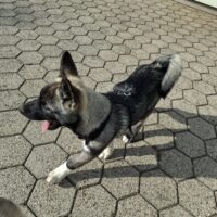 Akita Husky Mischling