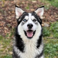 Orion, Huskyrüde, sehr sozial und lieb mit Menschen, verspielt mit Kindern + Hunden
