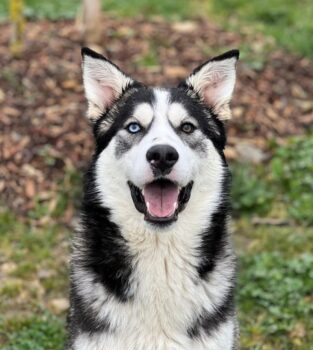 Orion, Huskyrüde, sehr sozial und lieb mit Menschen, verspielt mit Kindern + Hunden