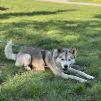 Cookie sucht neues zu Hause mit grossem Grundstück