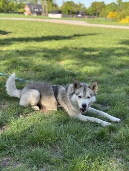 Cookie sucht neues zu Hause mit grossem Grundstück