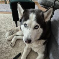 🐾 Wundervoller Husky-Rüde sucht ein liebevolles Zuhause 🏡❤️