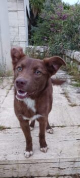 SIRI - Husky-Mix - geb. 09/2024