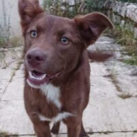 SIRI - Husky-Mix - geb. 09/2024