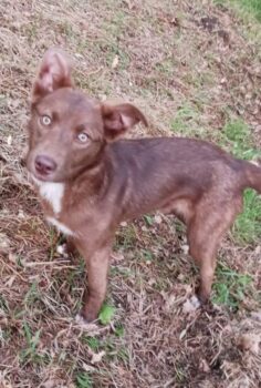 SIRI - Husky-Mix - geb. 09/2024