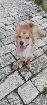 KELLY - Husky-Mix - geb 09/2024
