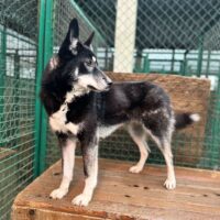 Nyusha mit VIDEOS