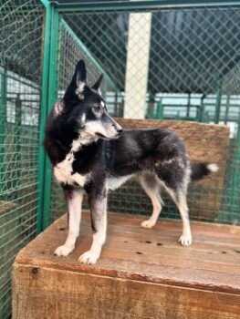 Nyusha mit VIDEOS