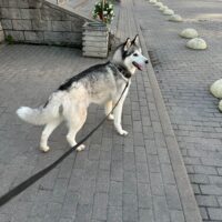 Krowly - mit VIDEOS!