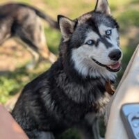AIZA - Seit 1 Jahr im Käfig eingesperrt!!! Mit VIDEOS!