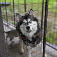 AIZA - Seit 1 Jahr im Käfig eingesperrt!!! Mit VIDEOS!