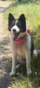 Sonja, geb. August 24, sie liebt alle und jeden: den Menschen, Kinder, Hunde, Katzen, super lieb+soz