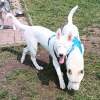 Husky-Rüden suchen ein liebevolles Zuhause