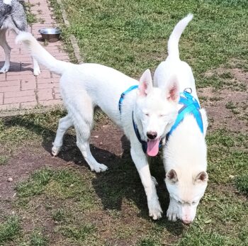 Husky-Rüden suchen ein liebevolles Zuhause