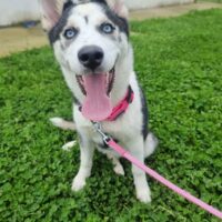 Wunderhübsches Husky-Mädchen, 7 1/2 Monate sucht ein Zuhause, evtl. auch Pflegestelle