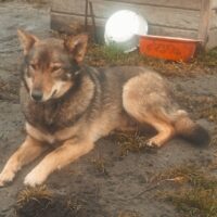 DUNYASHA (2 Jahre / 42 cm)