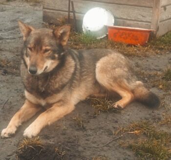 DUNYASHA (2 Jahre / 42 cm)