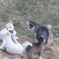 Sibirische Husky Welpen VIER