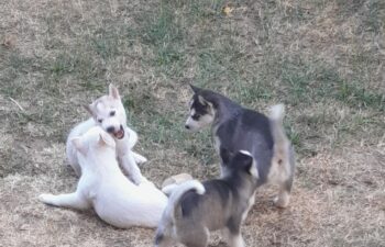 Sibirische Husky Welpen VIER