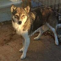 CARA - ca. 45cm - mit VIDEOS