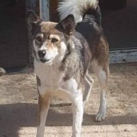 CARA - ca. 45cm - mit VIDEOS