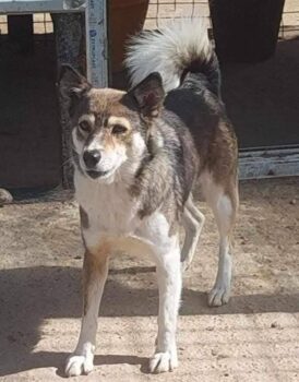 CARA - ca. 45cm - mit VIDEOS