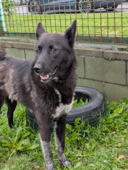 🆘Kira steht auf der Tötungsliste - wir müssen sie retten🆘