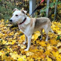 🐶Anton (kennt Katzen)🐶 mit VIDEOS🐶