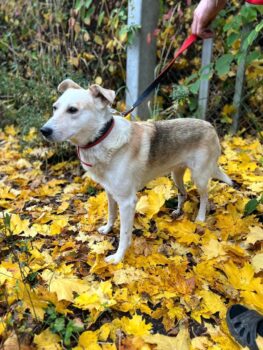 🐶Anton (kennt Katzen)🐶 mit VIDEOS🐶