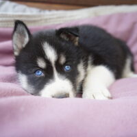 Husky Welpen mit Gesundheitsbescheinigung