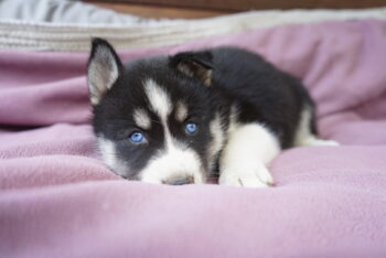 Husky Welpen mit Gesundheitsbescheinigung